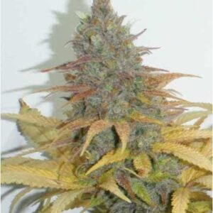 northern-light-f1-fast-version-samen Northern Light F1 Fast Version