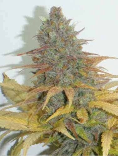 northern-light-f1-fast-version-samen Northern Light F1 Fast Version