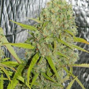 orange-skunk-samen Orange Skunk