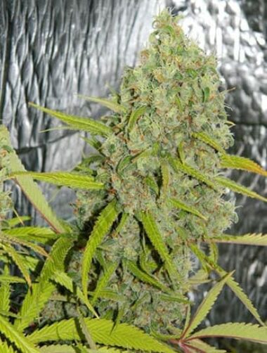 orange-skunk-samen Orange Skunk