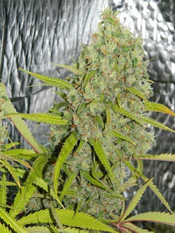 Orange Skunk Cannabis Samen