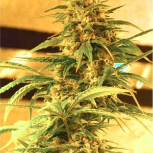 Power Plant F1 Fast Version