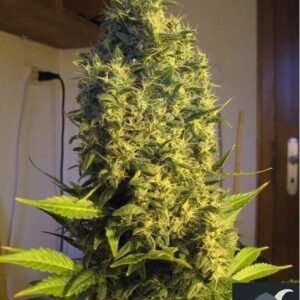 punk-devil-auto-samen Punk Devil Auto