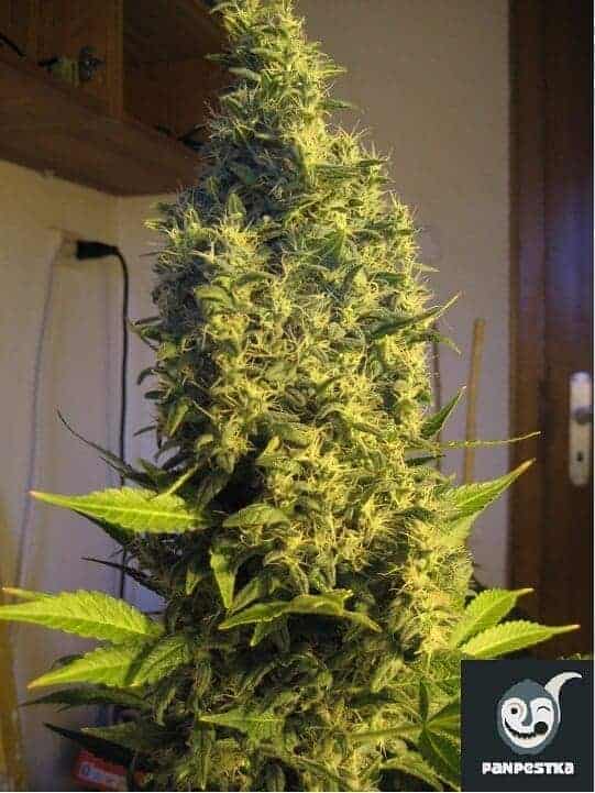 Punk Devil Auto Cannabis Samen