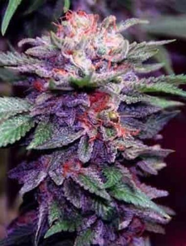 purple-haze-samen Purple Haze