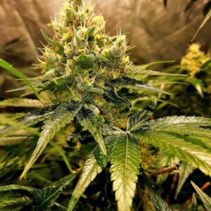 serum-tangiero Serum Tangiero