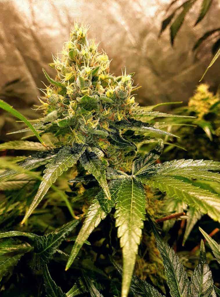 Serum Tangiero Cannabis Samen