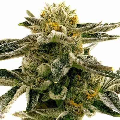Sunset Sherbert Cannabis Samen