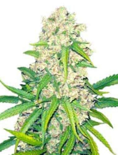 super-silver-haze-samen Super Silver Haze