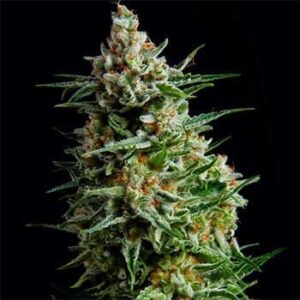 super-skunk-auto-samen Super Skunk Auto