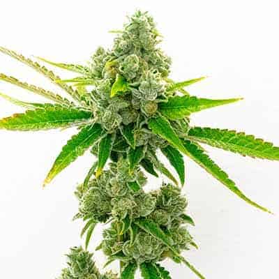 True OG Marihuana Samen