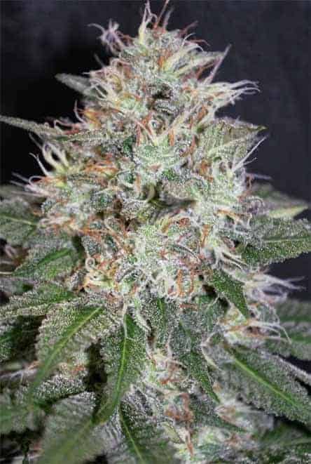 Wedding Cake - Cannabis Samen