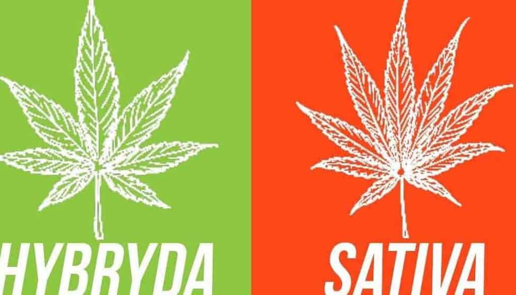 indica-hybrid-sativa