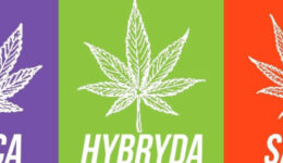 indica-hybrid-sativa