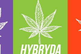 indica-hybrid-sativa