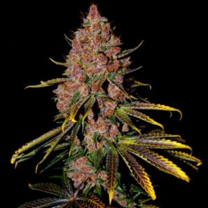 Tropicanna Cookies Purple