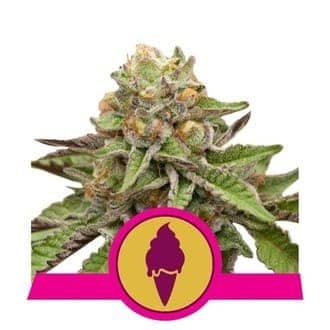 green gelato royal queen seeds