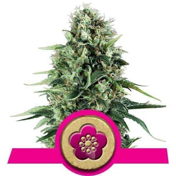 power flower - royal queen seeds