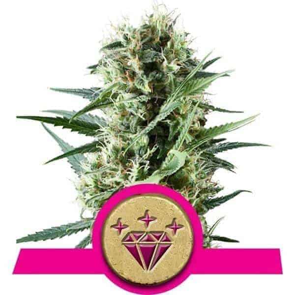 special kush 1 - royal queen seeds