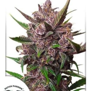 Auto Blackberry Kush