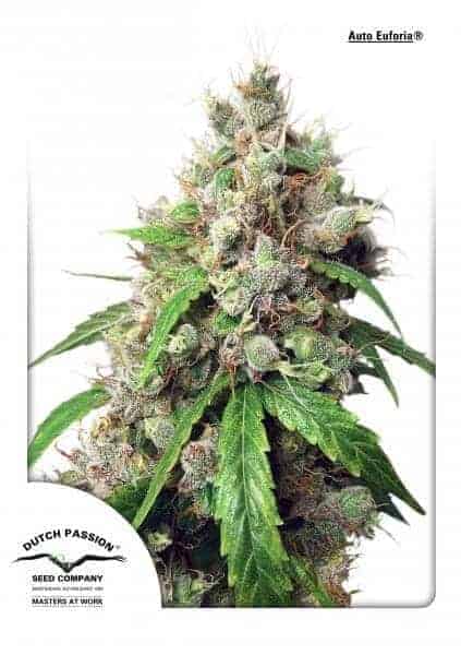 Auto-Euforia-Dutch-Passion Auto Euforia