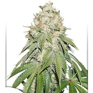 Banana-Blaze-dutch-passion Banana Blaze