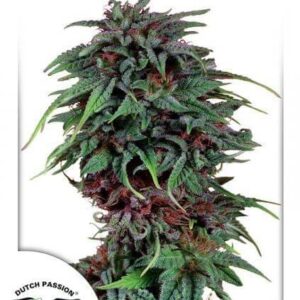 Durban-Poison-Dutch-Passion Durban Poison
