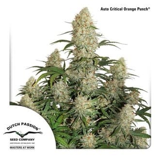 auto-critical-orange-punch-feminized Auto Critical Orange Punch
