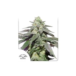 auto-skywalker-haze Auto Skywalker Haze