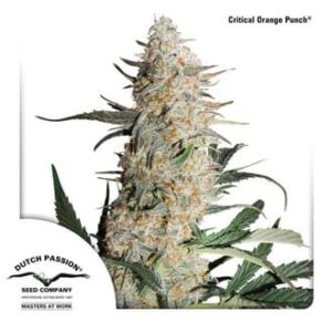 critical-orange-punch-feminized Critical Orange Punch