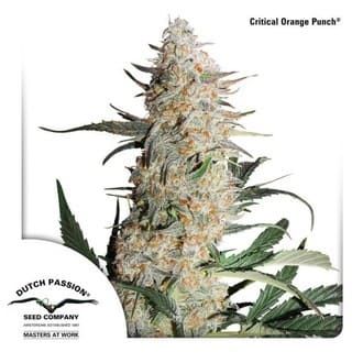 Critical Orange Punch Cannabis Samen