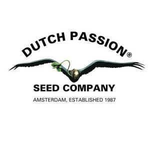 DUTCH PASSION cannabis samen