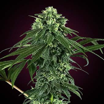 420-Punch-sensi-seeds 420 Punch