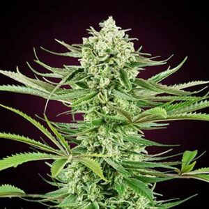 Cashew-Kush-sensi-seeds Cashew Kush