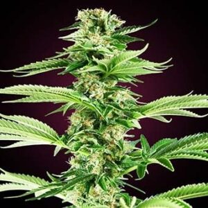 Honey-Melon-Haze-sensi-seeds Honey Melon Haze