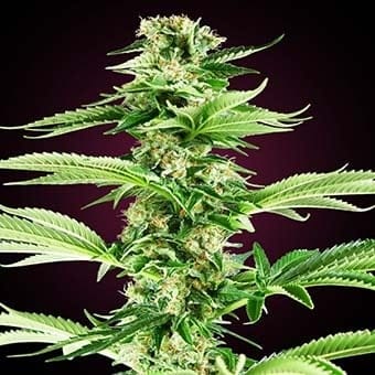 Honey-Melon-Haze-sensi-seeds Honey Melon Haze