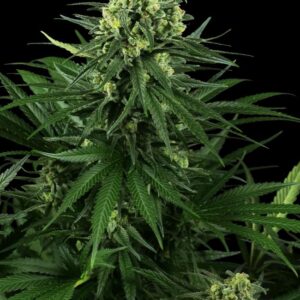 honey-melon-kush Honey Melon Kush