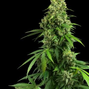 honey-melon-kush-automatic Honey Melon Kush Automatic