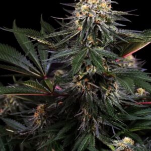 lockdown-kush-feminized Lockdown Kush