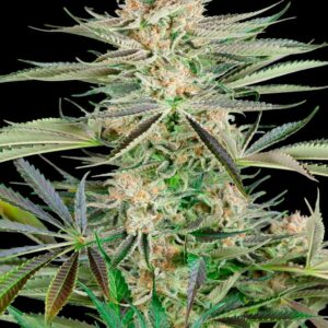 screwdriver-og Screwdriver OG