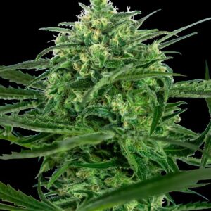 sensi-amnesia-feminized Sensi Amnesia