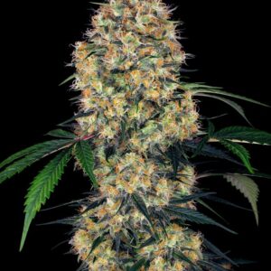 sensi-amnesia-xxl-automatic Sensi Amnesia XXL Automatic