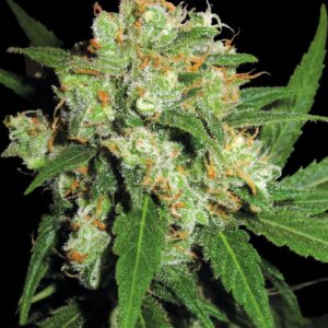 sensi-skunk Sensi Skunk