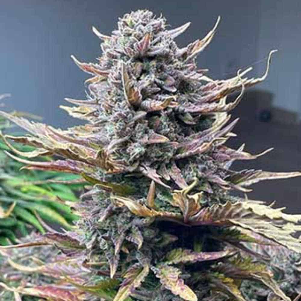 Gorilla Cookies Auto