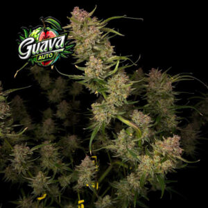 Guava Auto