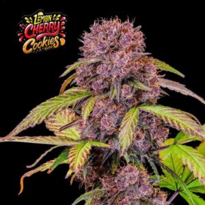 Lemon Cherry Cookies Auto