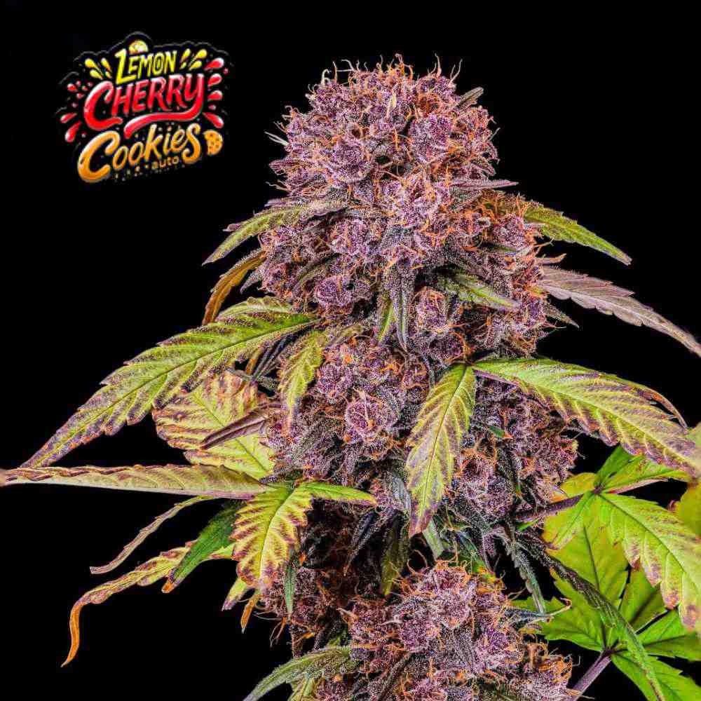 Lemon Cherry Cookies Auto