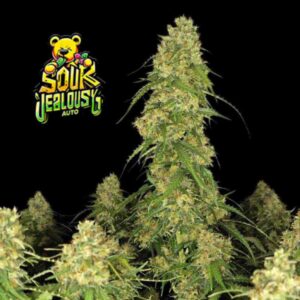 Sour Jealousy Auto