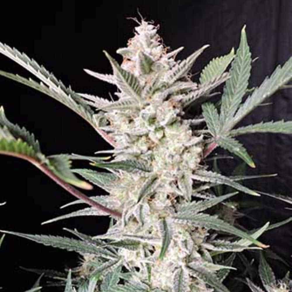 Strawberry Gorilla Auto