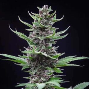 Tropicana Cookies Auto